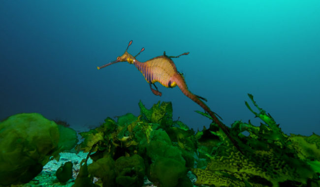 Sydney Sea Dragon