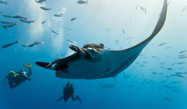 Manta Ray Brisbane