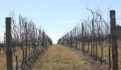 Orange Truffle Farm