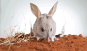 Queensland Bilby Save bandicoot