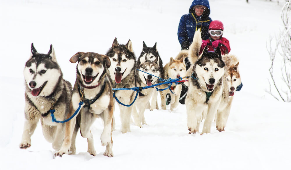 3) Sled dog tours are one of Dinner Plain’s most popular attractions.