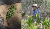 food forager gathering nature