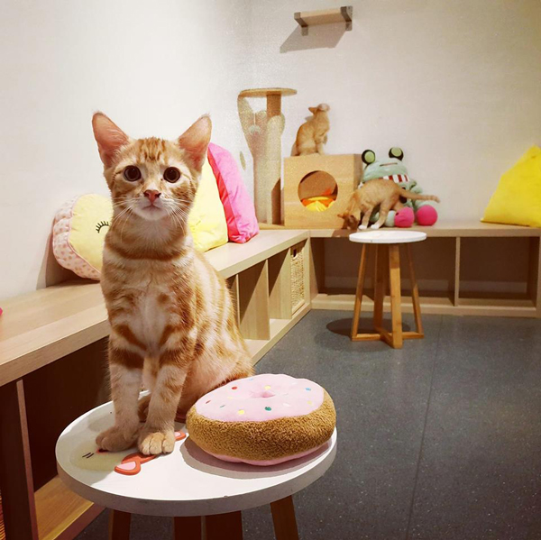 Surry Hills' Catmosphere Cafe.