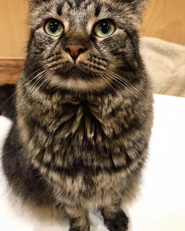 Perth Cat Cafe.