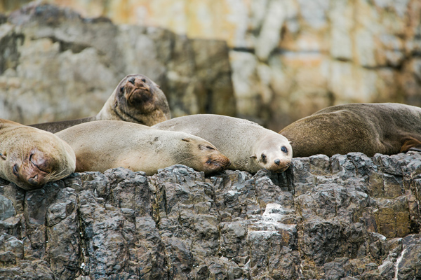 Colonies of Australian and New Zealand fur seals