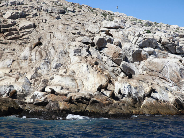 Island of seals Tasmania