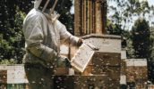 bee nectar Tasmania frames farm honey