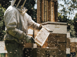 bee nectar Tasmania frames farm honey