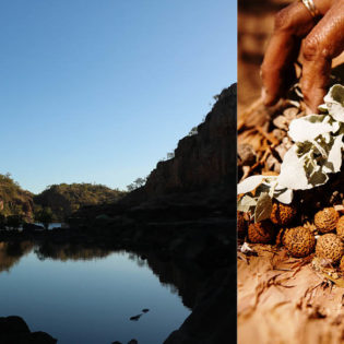 bush food native Katherine river