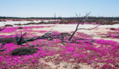 Flora flowers season bloom wa native plants