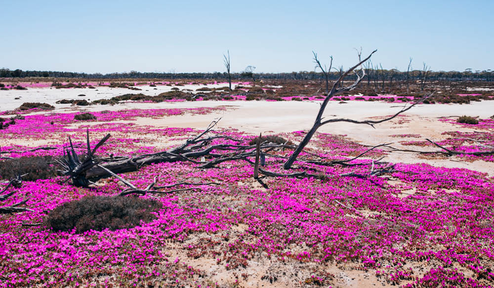 5 of the Best Places Near Perth to See WA's Wildflowers - Australian  Traveller