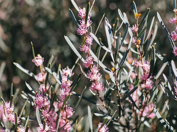 Pink wildflowers in bloom in WA