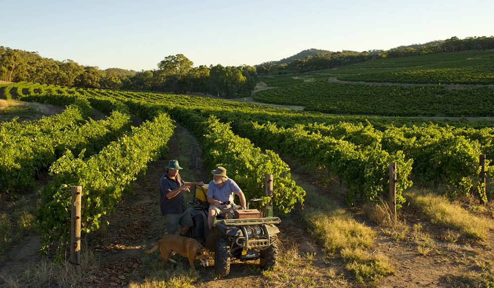wine vineyard South Australia Clare Valley