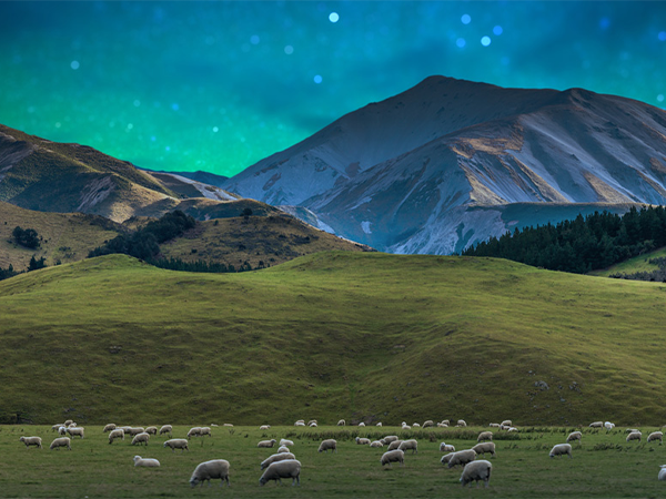 Sheep graze in New Zealand, oblivious to the southern lights show going on overhead.