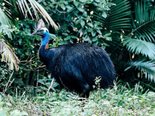 Cassowary Mission Beach rain forest far north Queensland