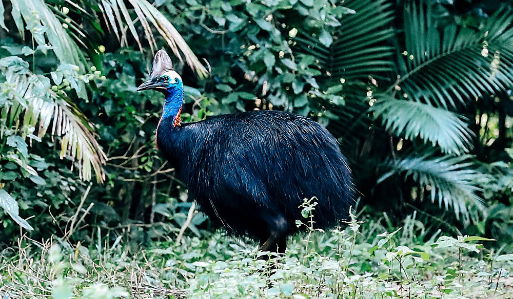 Cassowary Mission Beach rain forest far north Queensland