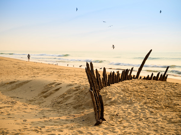 wood on the shore at Golden Beach, Vic