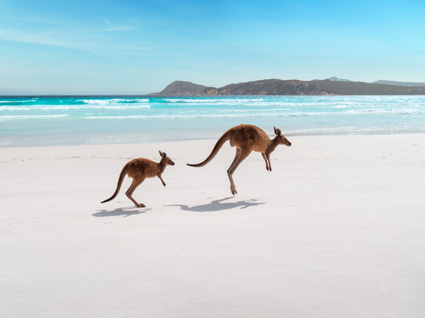 kangaroos on Lucky Bay, WA