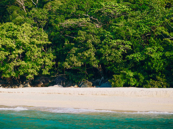 lush greenery on the shores of Nudey Beach, Qld