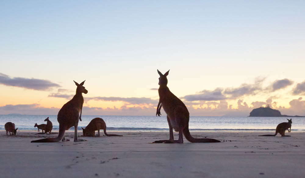 Kangaroos on the beach