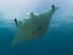 lady elliot island manta ray water resort save great barrier reef