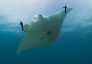 Great Barrier Reef Guide & Holiday Information