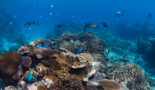 8 ways a Lady Elliot Island trip can help The Reef | Australian Traveller