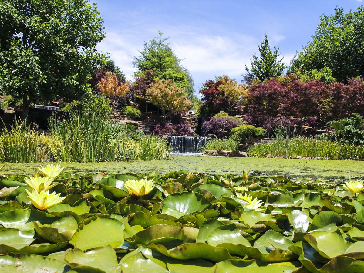 waterlilies in the pond of Mayfield Garden