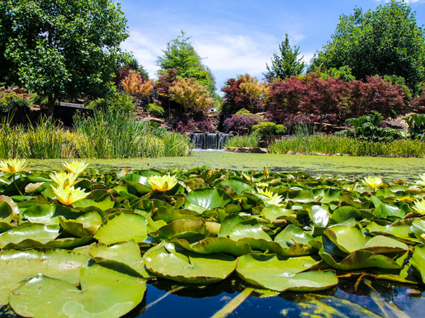 waterlilies in the pond of Mayfield Garden