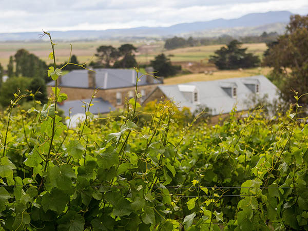 Pooley Wines