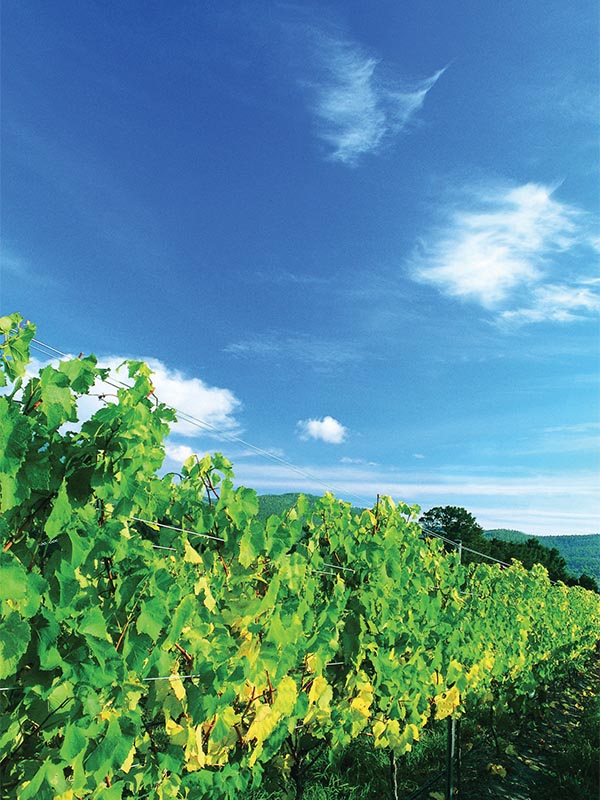 Stefano Lubiana Wines Osteria