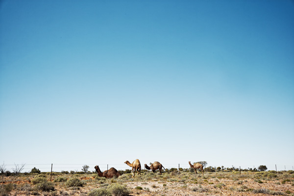 Wild camels Oodnadatta Track