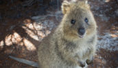 rottnest island quokka