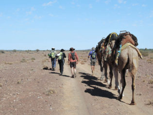Camel trekking in South Australia: the ultimate digital detox