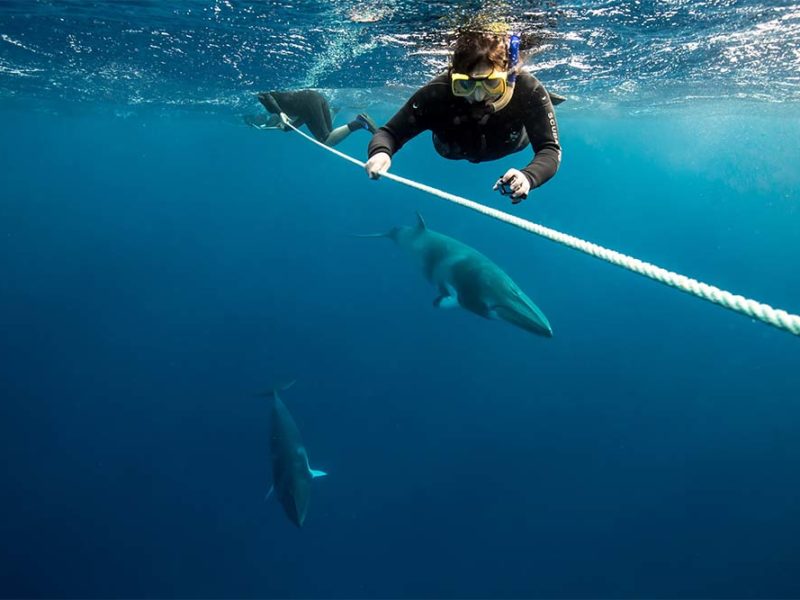 Dwarf Mnike Whales