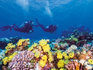 Great Barrier Reef Diving