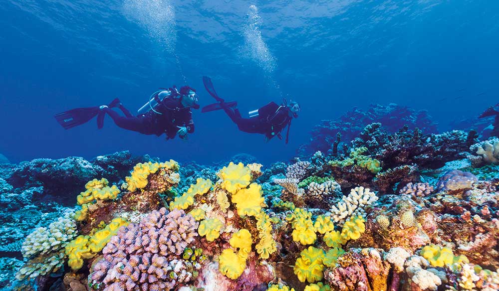 Great Barrier Reef Diving