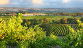McLaren Vale