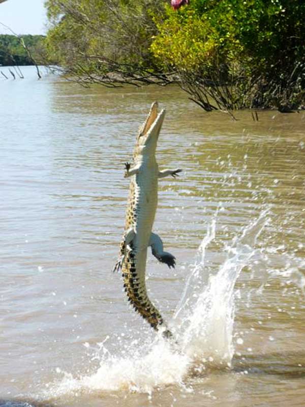 Crocodile Jumping Adelaide River, Northern Territory