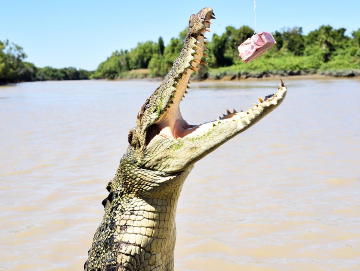 feeding the crocodile, Jumping Crocodile Cruises on Adelaide River
