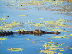 Crocodile, Kakadu National Park