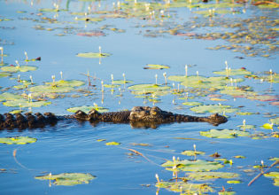 Crocodile, Kakadu National Park
