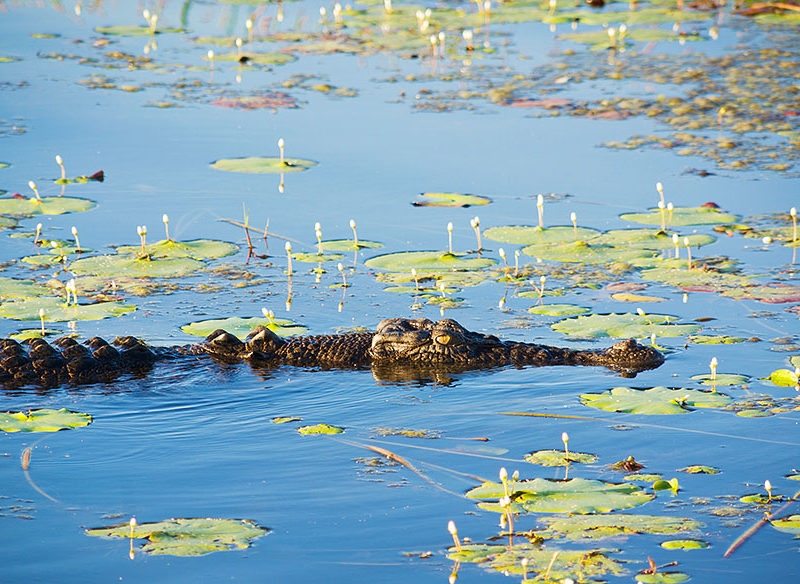 Crocodile, Kakadu National Park