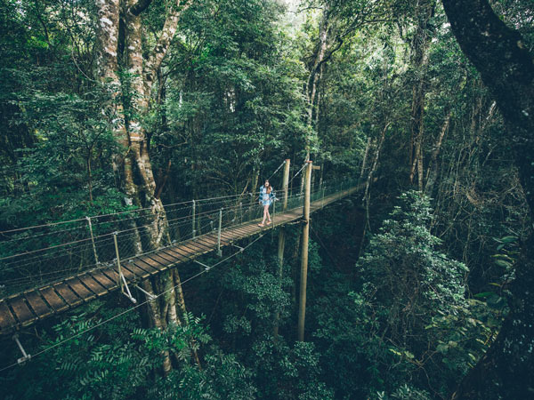 a woman passing through O'Reilly's Tree Top Walk, Lamington National Park