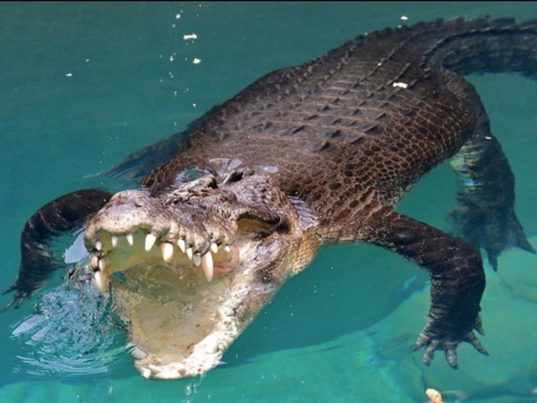 crocodile showing its teeth, Crocosaurus Cove