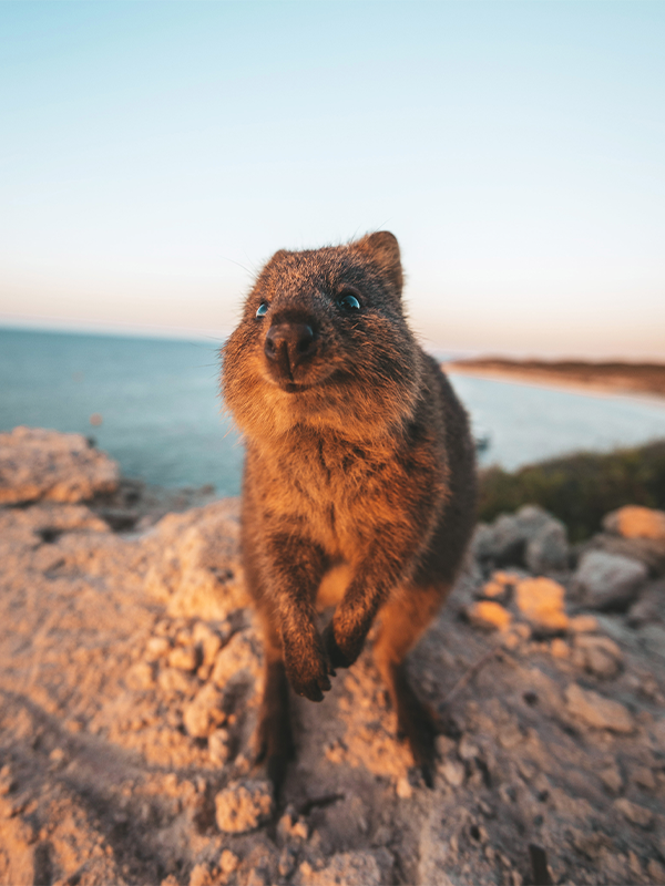 Quokka selfie