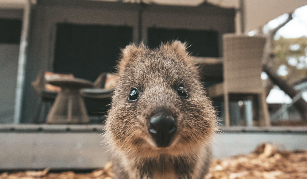 Quokka selfie Rottnest Island