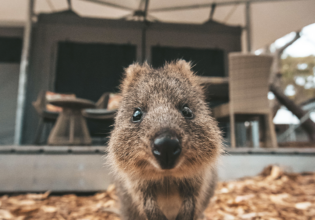Quokka selfie Rottnest Island