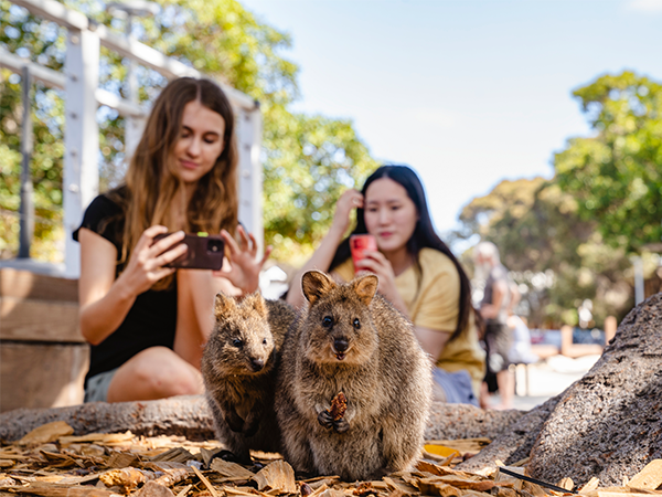 Quokka selfie