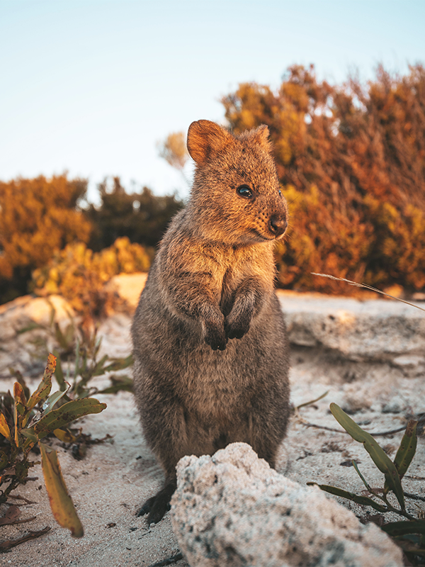 Quokka selfie